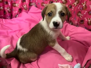 Cachorro raça SRD-ViraLata idade Abaixo de 2 meses nome Dora