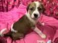 Dora