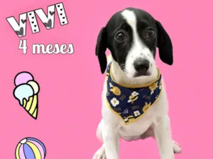 Cachorro raça Srd idade 2 a 6 meses nome Vivi