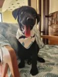 APOLO 