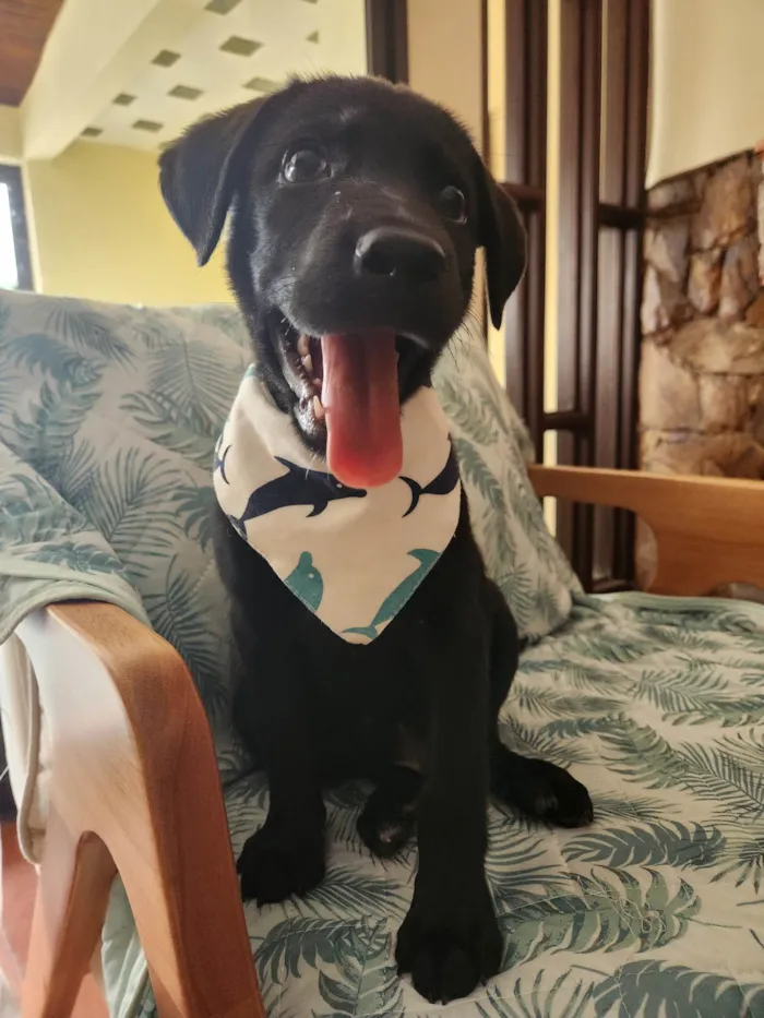 Cachorro ra a SRD idade 2 a 6 meses nome APOLO 