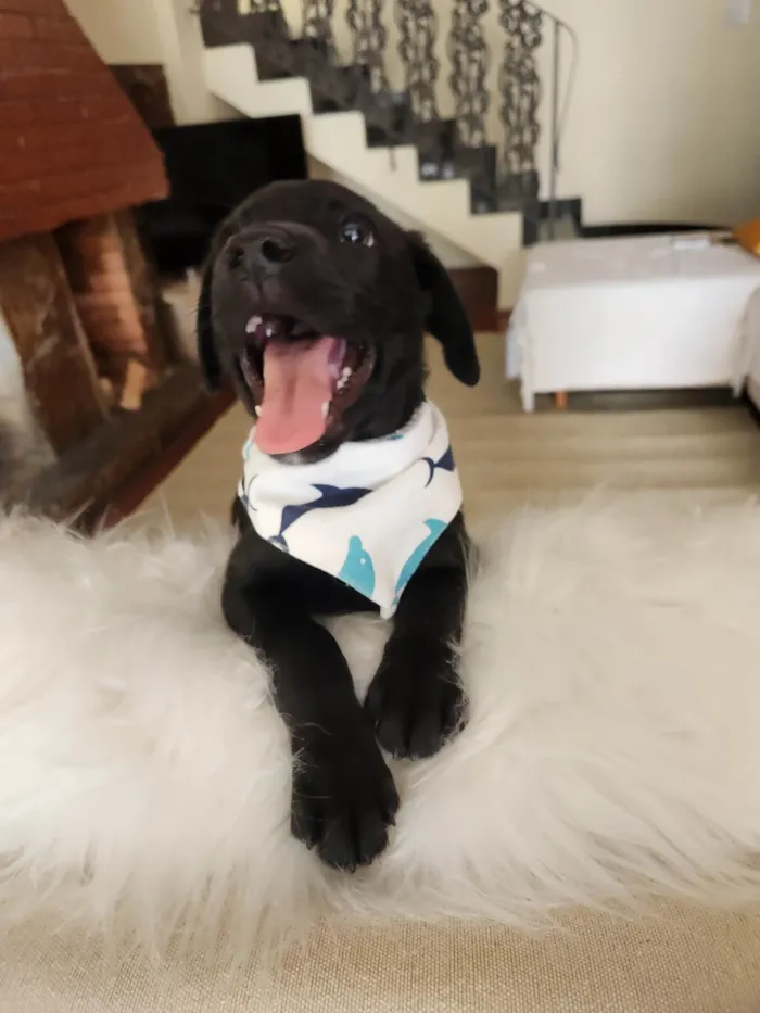 Cachorro ra a SRD idade 2 a 6 meses nome APOLO 