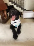 APOLO