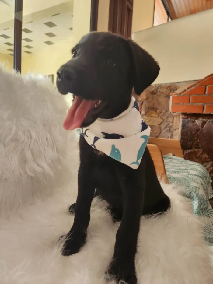Cachorro ra a SRD idade 2 a 6 meses nome APOLO 