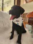 APOLO