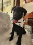 APOLO