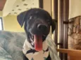 APOLO
