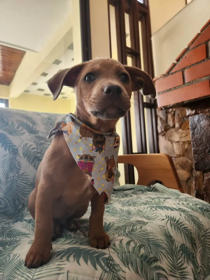 Cachorro ra a SRD idade 2 a 6 meses nome Trovão 