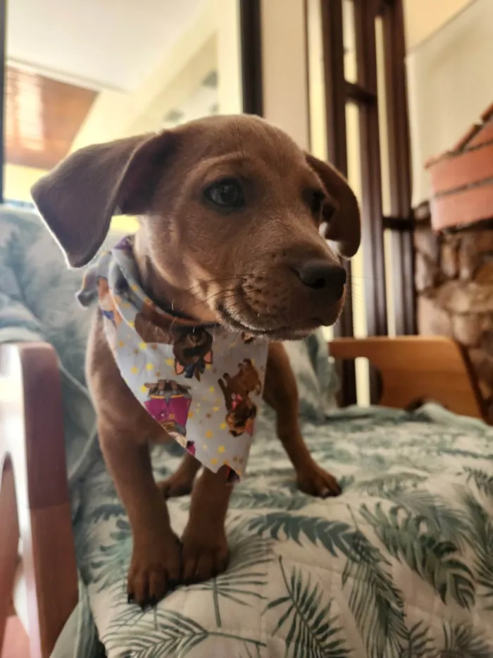 Cachorro ra a SRD idade 2 a 6 meses nome Trovão 