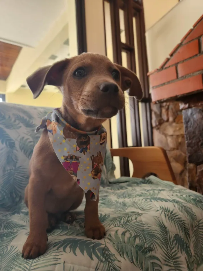 Cachorro ra a SRD idade 2 a 6 meses nome Trovão 
