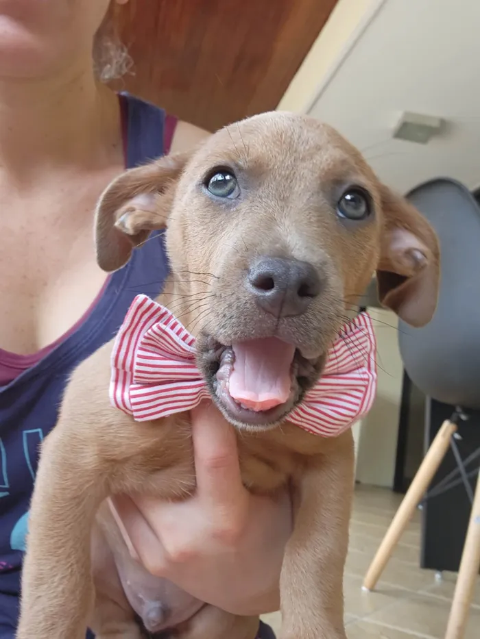 Cachorro ra a SRD idade 2 a 6 meses nome Trovão 