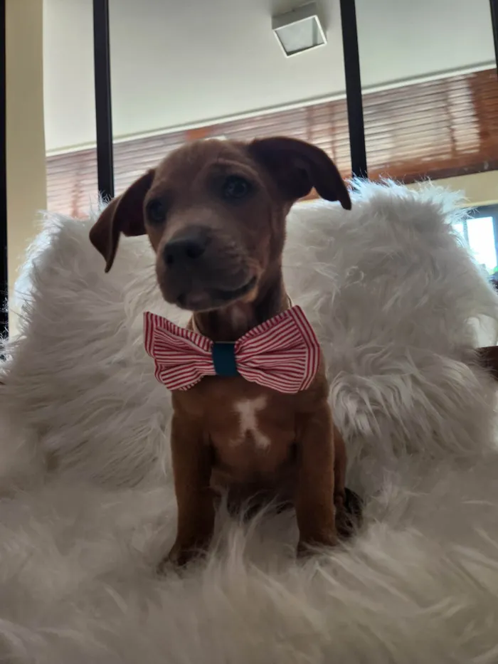 Cachorro ra a SRD idade 2 a 6 meses nome Trovão 