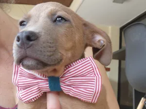 Cachorro raça SRD idade 2 a 6 meses nome Trovão 