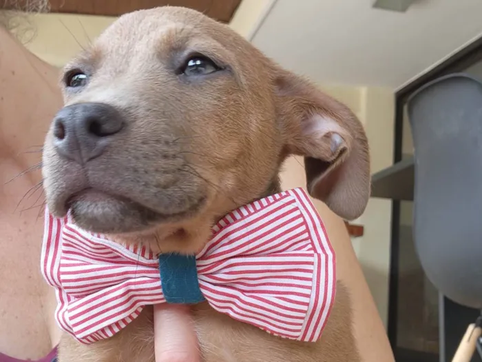 Cachorro ra a SRD idade 2 a 6 meses nome Trovão 