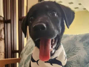 Cachorro raça SRD idade 2 a 6 meses nome APOLO 