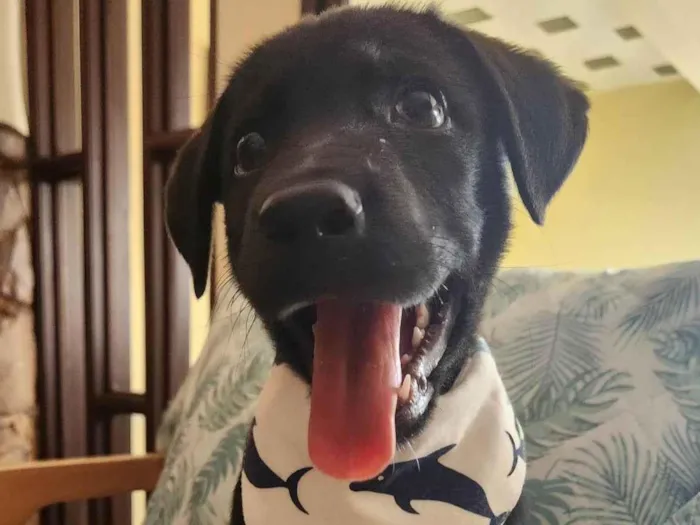 Cachorro ra a SRD idade 2 a 6 meses nome APOLO 