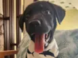 APOLO