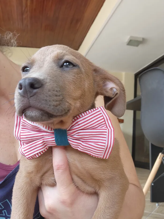 Cachorro ra a SRD idade 2 a 6 meses nome FRED