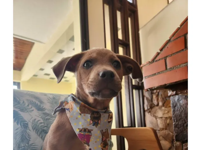 Cachorro ra a SRD idade 2 a 6 meses nome FRED