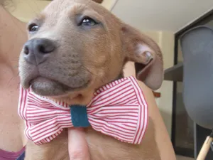 Cachorro raça SRD idade 2 a 6 meses nome FRED
