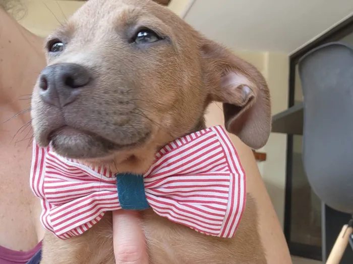 Cachorro ra a SRD idade 2 a 6 meses nome FRED
