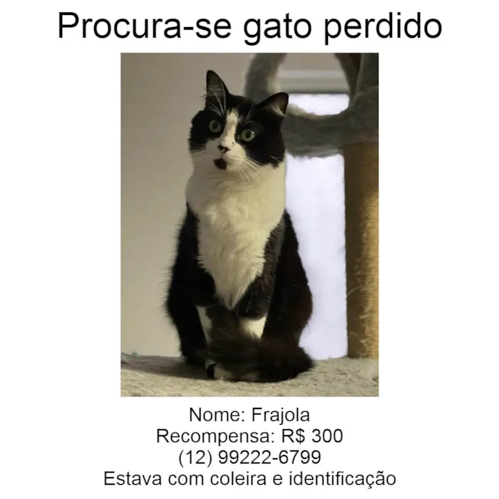 Gato ra a SRD-ViraLata idade 3 anos nome Frajola