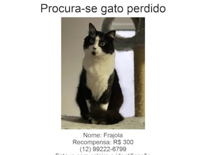 Gato raça SRD-ViraLata idade 3 anos nome Frajola