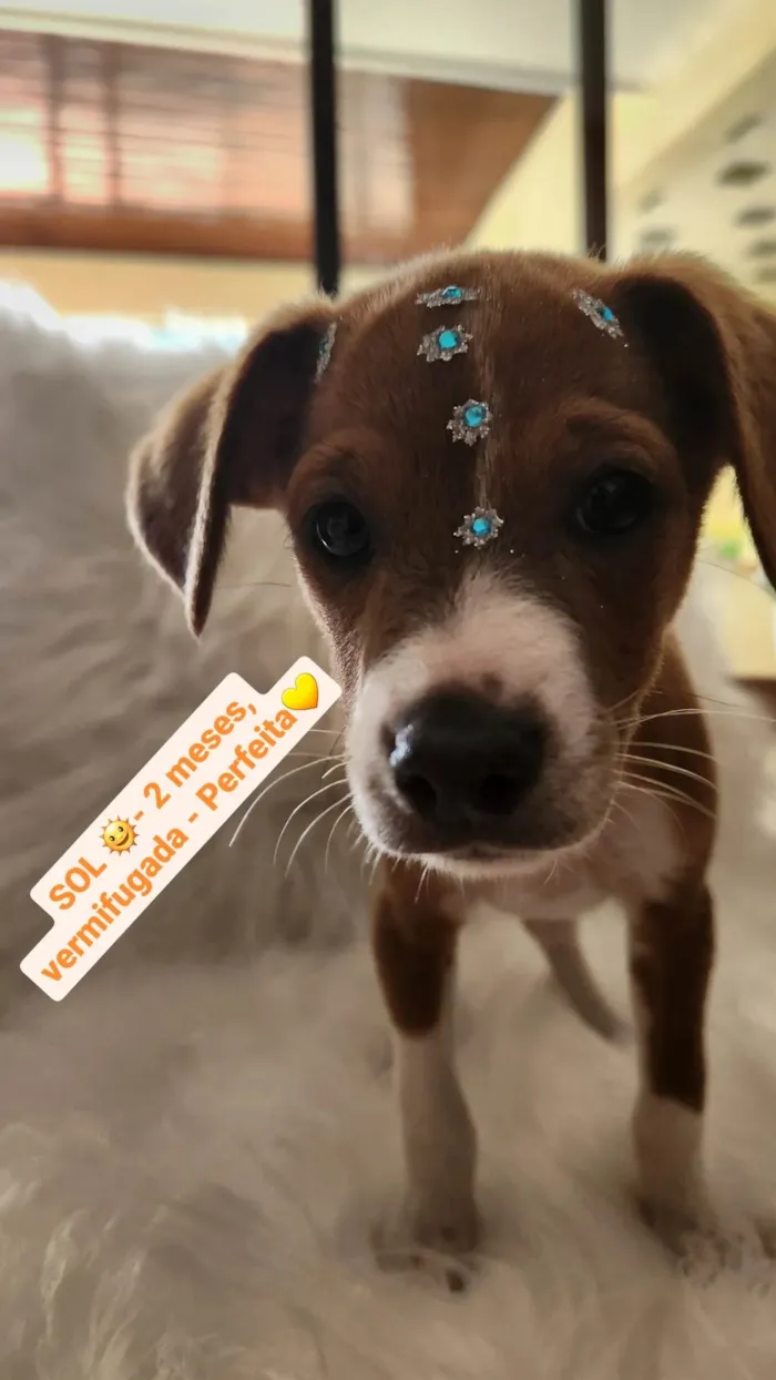Cachorro ra a SRD idade 2 a 6 meses nome SOL