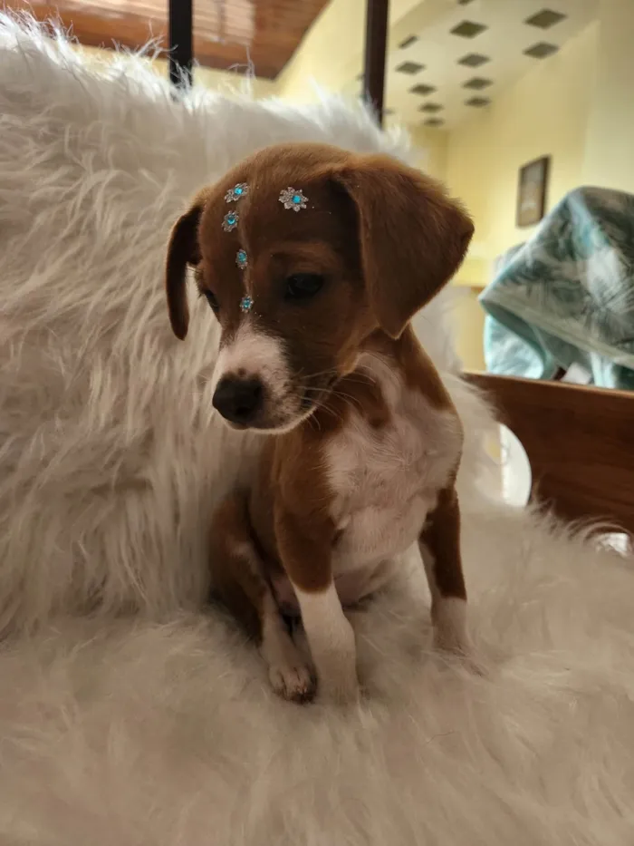 Cachorro ra a SRD idade 2 a 6 meses nome SOL