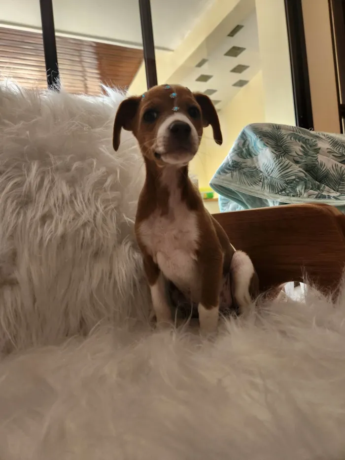 Cachorro ra a SRD idade 2 a 6 meses nome SOL
