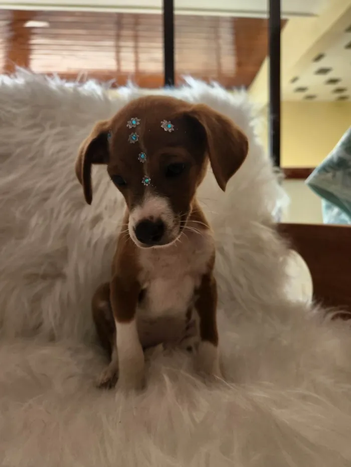 Cachorro ra a SRD idade 2 a 6 meses nome SOL