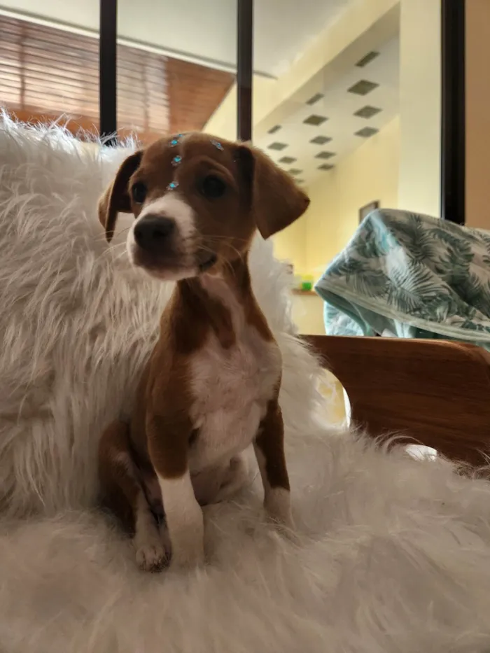 Cachorro ra a SRD idade 2 a 6 meses nome SOL