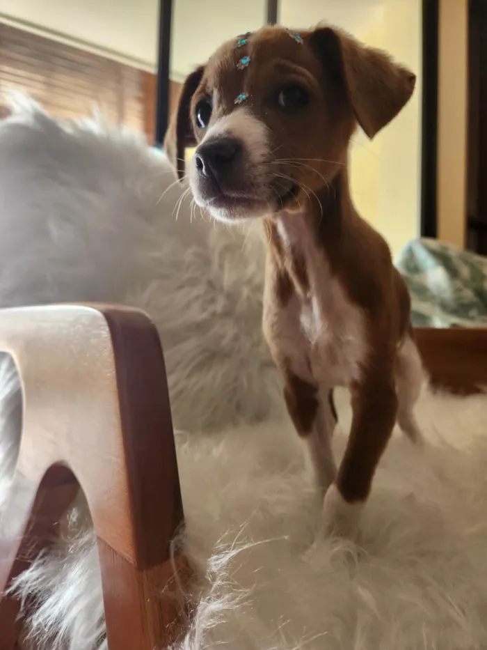 Cachorro ra a SRD idade 2 a 6 meses nome SOL