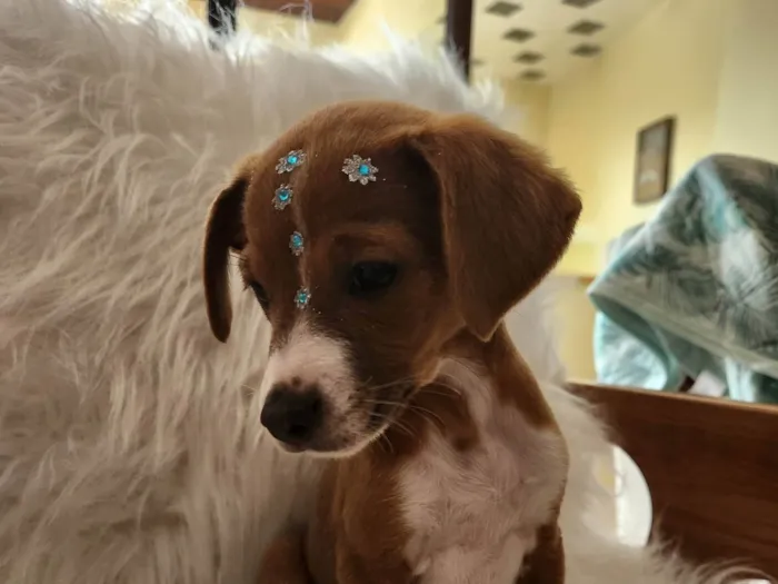 Cachorro ra a SRD idade 2 a 6 meses nome SOL