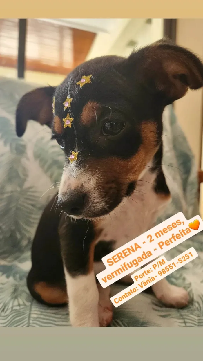 Cachorro ra a SRD idade Abaixo de 2 meses nome SERENA
