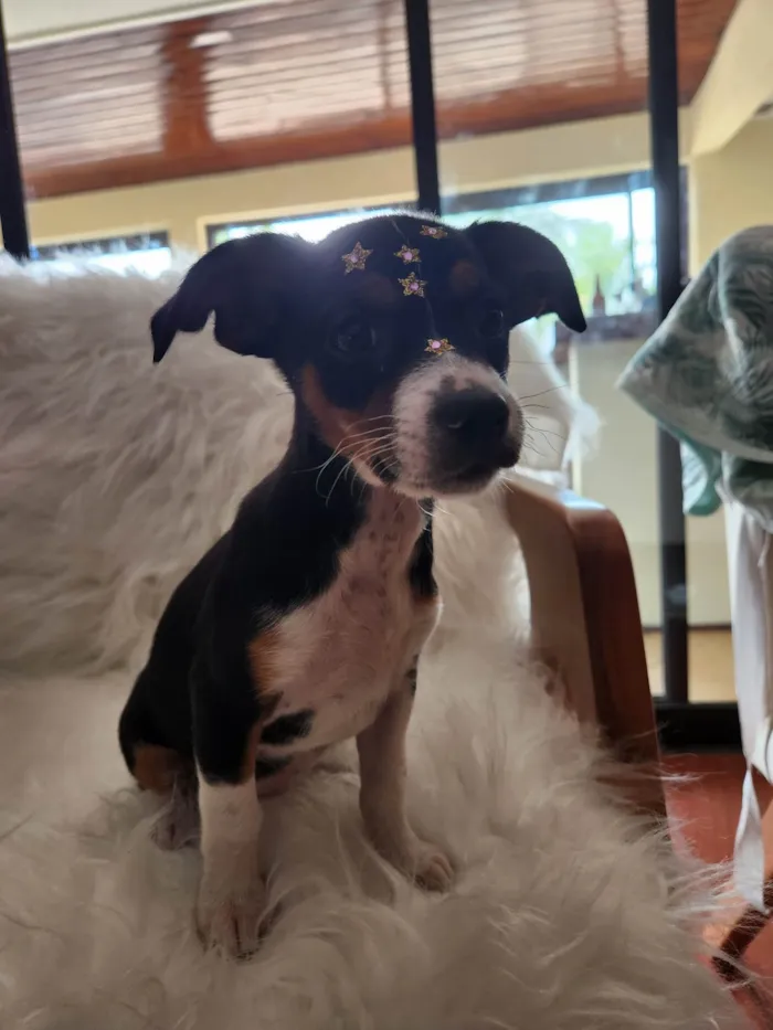 Cachorro ra a SRD idade Abaixo de 2 meses nome SERENA