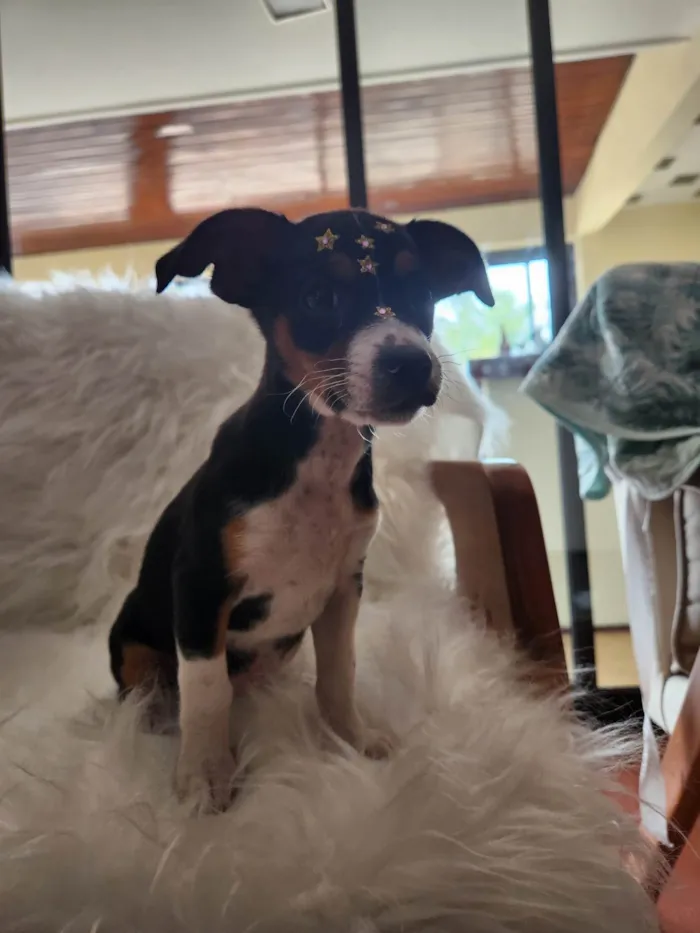 Cachorro ra a SRD idade Abaixo de 2 meses nome SERENA