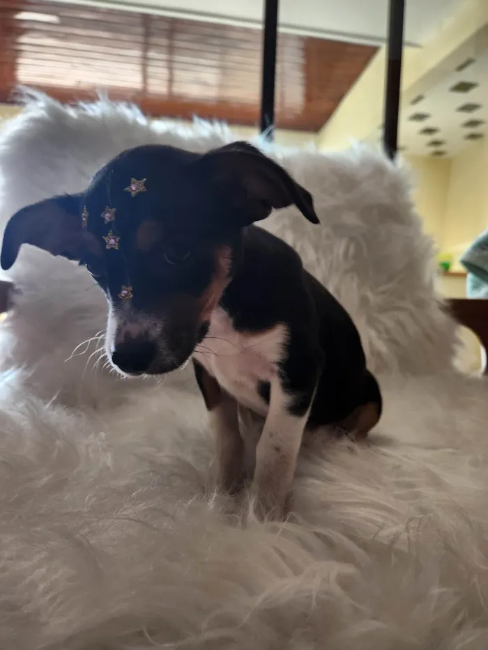 Cachorro ra a SRD idade Abaixo de 2 meses nome SERENA