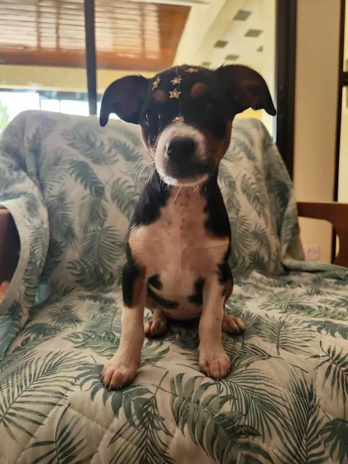 Cachorro ra a SRD idade Abaixo de 2 meses nome SERENA
