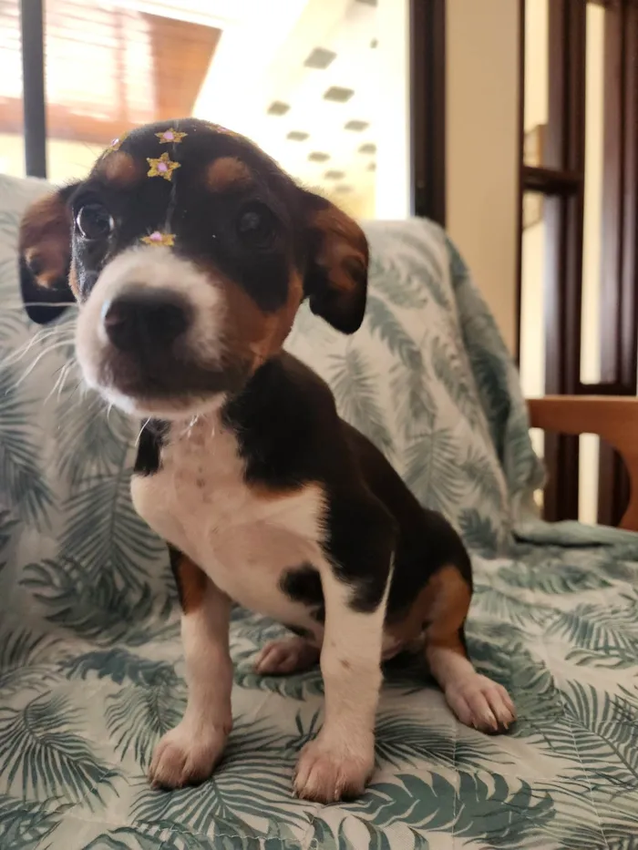 Cachorro ra a SRD idade Abaixo de 2 meses nome SERENA