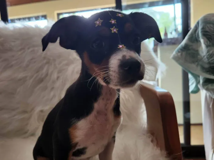 Cachorro ra a SRD idade Abaixo de 2 meses nome SERENA
