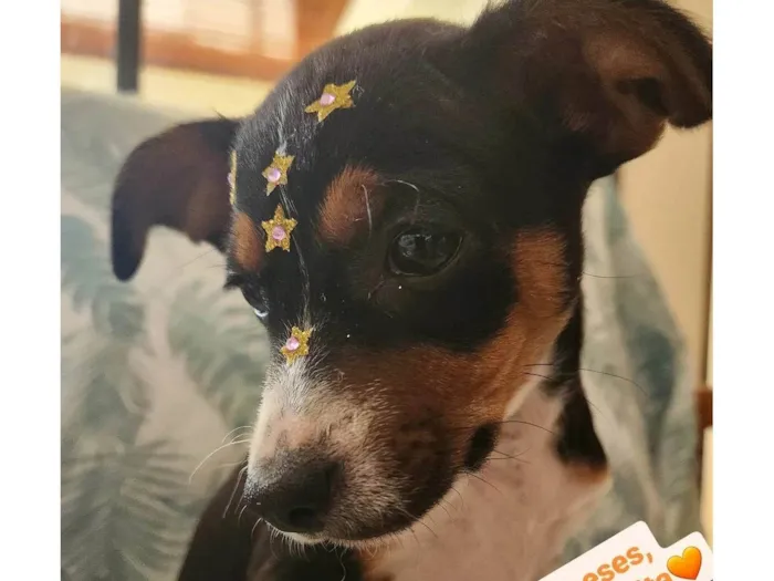 Cachorro ra a SRD idade Abaixo de 2 meses nome SERENA