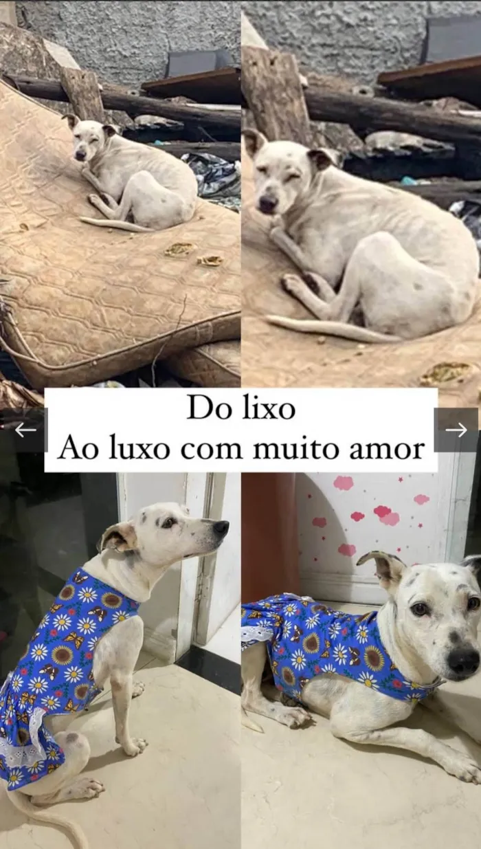 Cachorro ra a SRD-ViraLata idade 1 ano nome Branquinha 