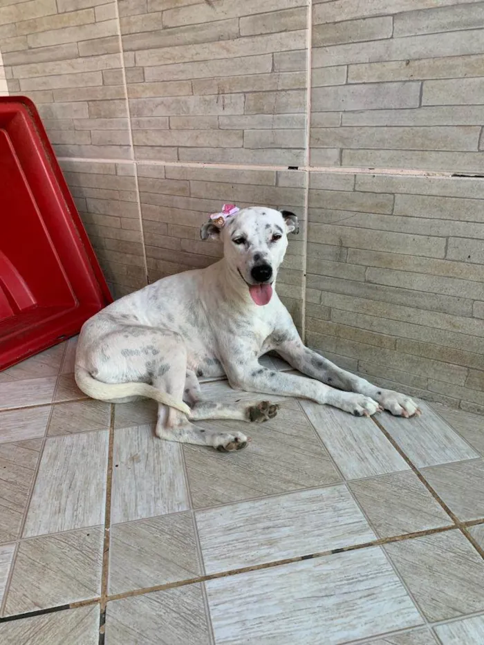 Cachorro ra a SRD-ViraLata idade 1 ano nome Branquinha 