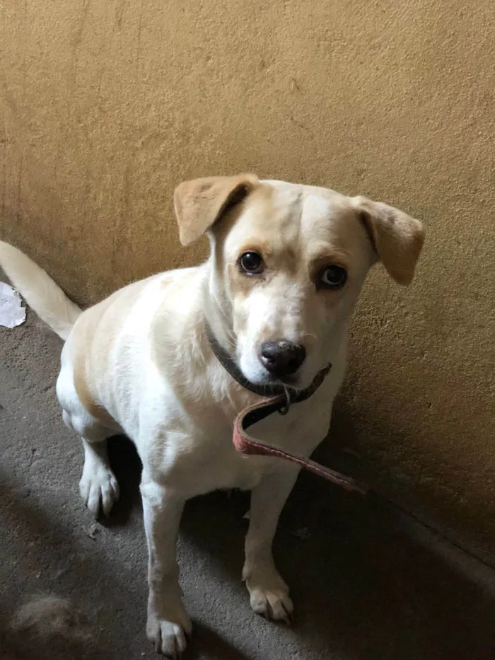 Cachorro ra a SRD-ViraLata idade 7 a 11 meses nome Lions