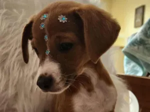 Cachorro raça SRD idade 2 a 6 meses nome SOL