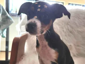 Cachorro raça SRD idade Abaixo de 2 meses nome SERENA