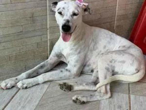 Cachorro raça SRD-ViraLata idade 1 ano nome Branquinha 