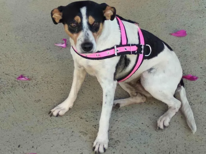 Cachorro ra a Fox Terrier idade 3 anos nome Branquinha