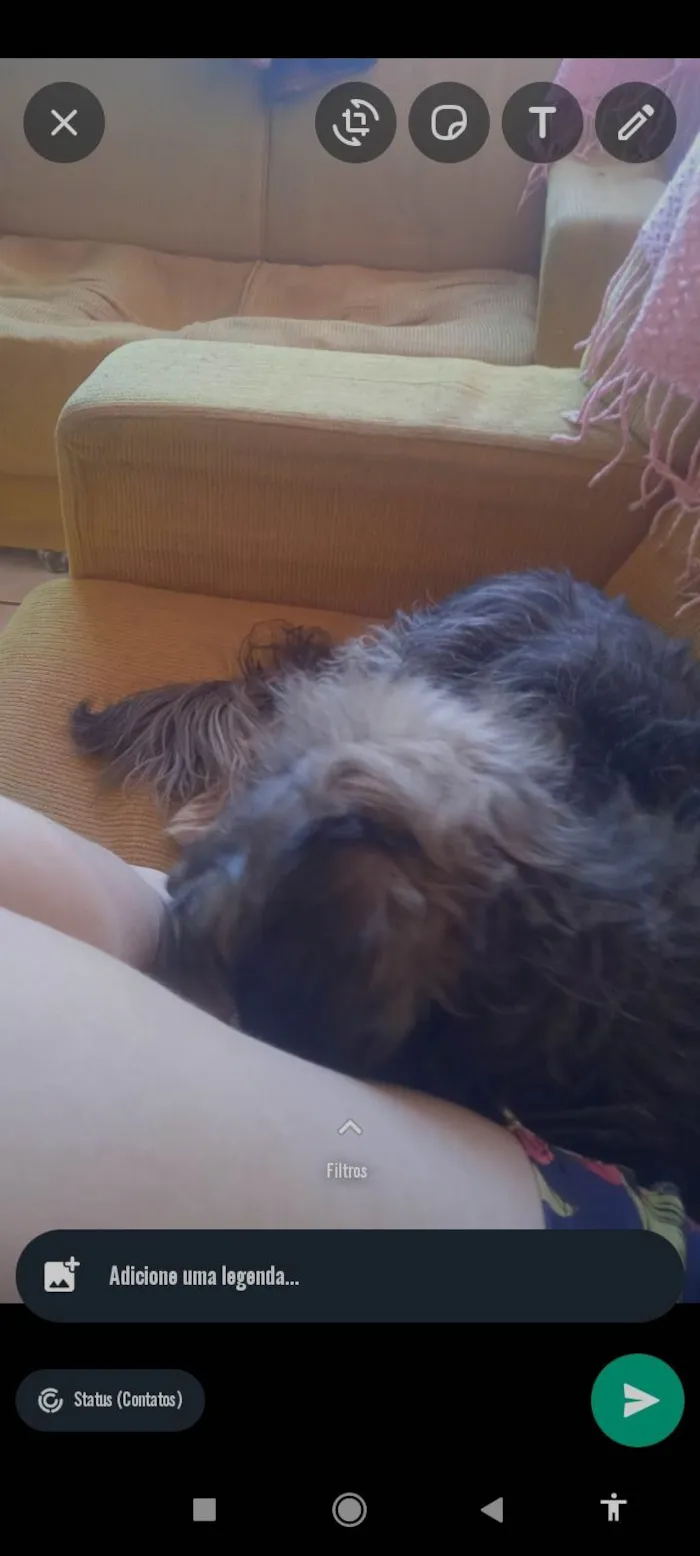 Cachorro ra a Viralata  idade 1 ano nome Zoe 